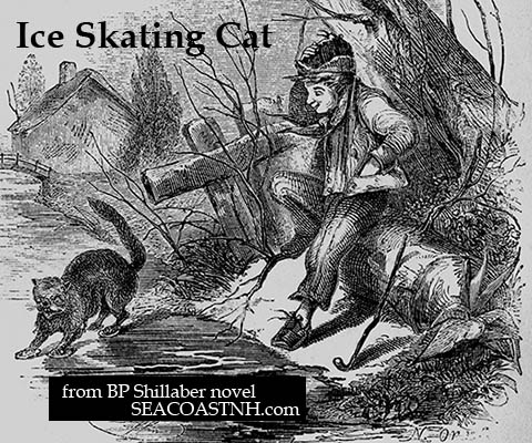Cat skating on clam shells