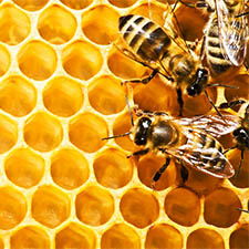 beeswax