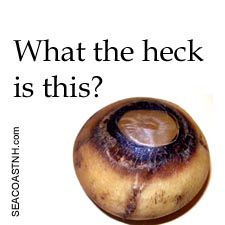 Whale eyeball or what?