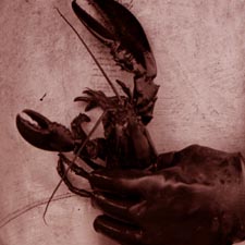 Lobster in hand