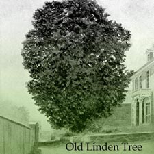 Tree_old_Linden_Beatrice_Pearson2