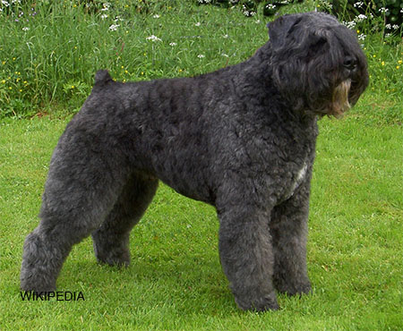 Bouvier_de_Flandres