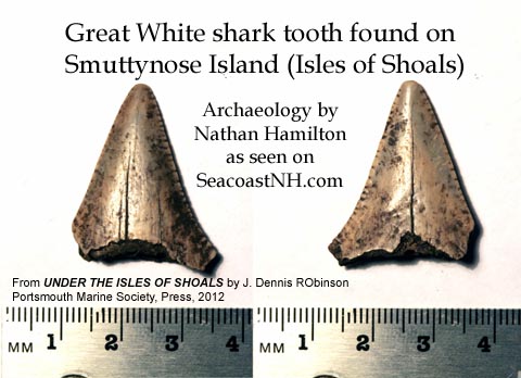 Great White Shark Tooth found on SMuttynose Island/ Nathan Hamilton photo