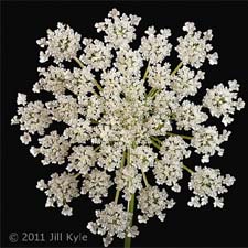 Queen_Annes_Lace byJill_Kyle_