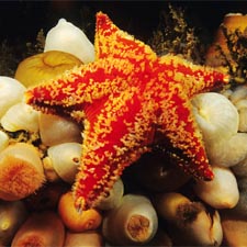badge seastar, photographed by Andrew Martinez