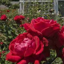 UU_Garden_Tour