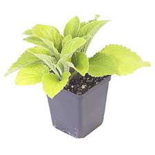plant