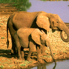 Elephants_Zulu_Nyala