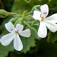 Scented_Geranium