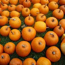 pumpkins